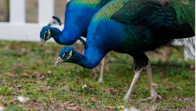 زنده‌گیری ۲ قطعه طاووس در یک باغ