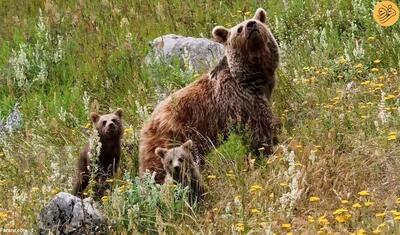 تصاویری از خرس قهوه‌ای ماده به همراه فرزندانش در پارک ملی کیاسر