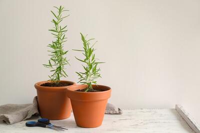 کاشت رزماری در گلدان چگونه است؟ | روش تکثیر گیاه رزماری و نگهداری گلدان رزماری در خانه