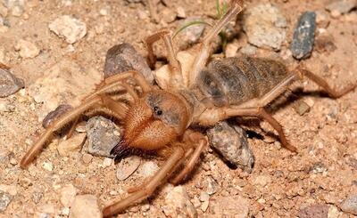 ببینید | یورش مرگبار عنکبوت شتری به لانه مورچه‌ها