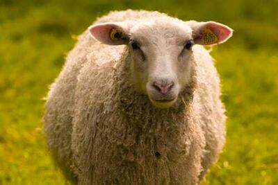 ببینید | تصاویر باورنکردنی از حمله عجیب گوسفندان به یک قصابی!