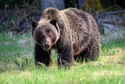 شکارچی خرس قهوه‌ای کلیبر چقدر جریمه شد؟