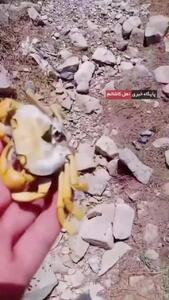 مرگ  دردناک خرچنگ های رودخانه قهرود+فیلم