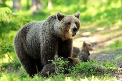 جریمه میلیاردی شکارچی خرس قهوه ای در کلیبر
