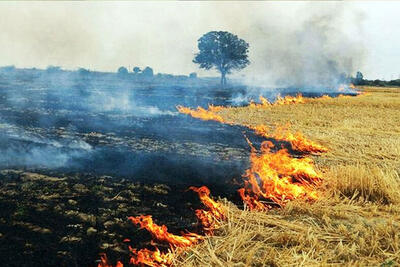 عدم آگاهی کشاورزان درباره معایب سوزاندن بقایای گیاهی| جهاد کشاورزی پای کار بیاید