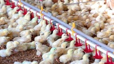 تولید بیش از ۲۳ هزار تن مرغ در واحد‌های پرورش مرغ گوشتی استان قزوین