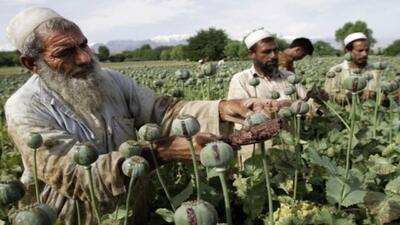 مبارزه با موادمخدر در الویت طالبان است