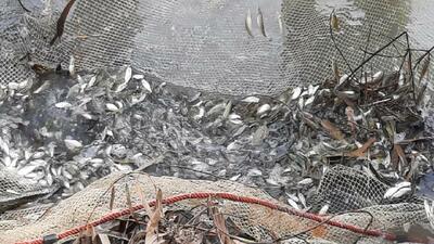 برداشت ماهی قزل آلا از استخر‌های پرورش ماهی مهرستان انجام شد