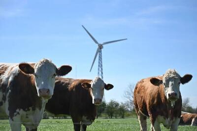برای اولین بار در جهان: وضع مالیات برای بادِ شکم گاوها در دانمارک