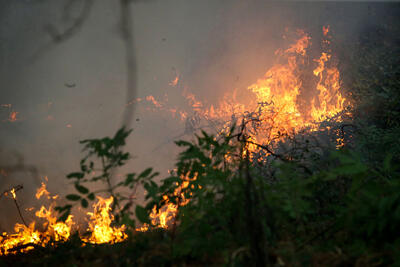 آتش‌سوزی در جنگل‌های چهارمحال و بختیاری/ نیروهای امدادی اعزام شدند