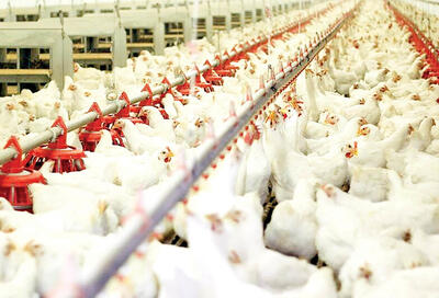 مازاد تولید مرغ صادر می‌شود