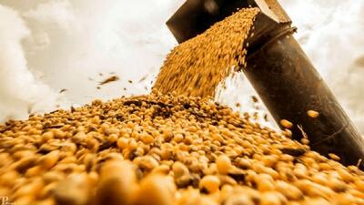 وزارت کشاورزی آمریکا پیش‌بینی کرد؛ کاهش قیمت دانه‌های روغنی در راه است