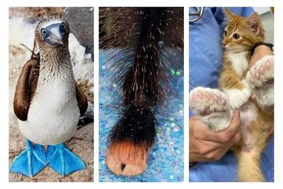 (تصاویر) حیواناتی با عجیب‌ترین پاها