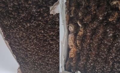 (ویدئو) پیدا شدن ۱۸۰ هزار زنبور عسل در سقف یک خانه