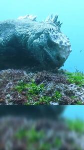 فیلمی از  ایگوانا  ابر حیوان دریایی که برای انسان خطرناک نیست