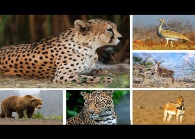 ۸۶ گونه جانوری کشور در معرض انقراض هستند | رویداد24