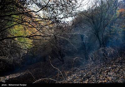 آتش‌‌سوزی 170 هکتار از جنگل‌های چگنی لرستان+ فیلم - تسنیم