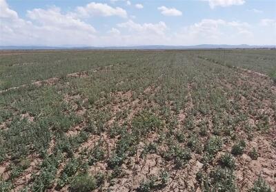 برداشت گیاه  بالنگ در نیشابور‌ برای نخستین بار - تسنیم