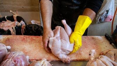 بیش از ۶ هزار و ۵۰۰ تن مرغ به بازار‌های هدف صادر شد