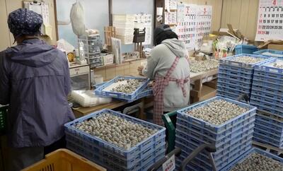 چگونه یک مزرعه ژاپنی روزانه 70 هزار تخم بلدرچین تولید و برداشت می کند؟ (فیلم)