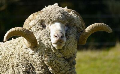 گوسفند «مرینوس»؛ گوسفندی به گرانی الماس که صادرات آن اعدام داشت! (+عکس)
