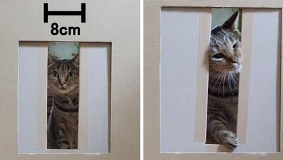 گربه ها در برابر قوانین فیزیک: عبور غیرممکن از هر جایی! (فیلم)