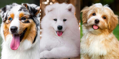 (تصاویر) ۱۰ نژاد سگ پشمالو که برای نوازش کردن عالی هستند! از باربت تا پودل عروسکی