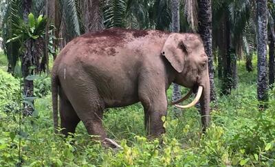 (ویدئو) کوچکترین گونه فیل جهان در خطر انقراض