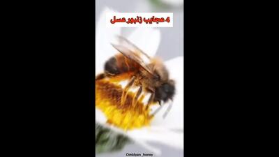 حقایق جالب درباره زنبور عسل