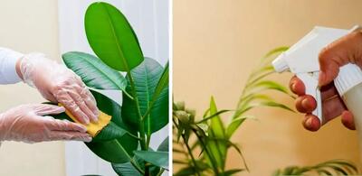 تمیز کردن اصولی برگ گیاهان آپارتمانی / درخشندگی و زیبایی گیاهان خونه رو چند برابر کن