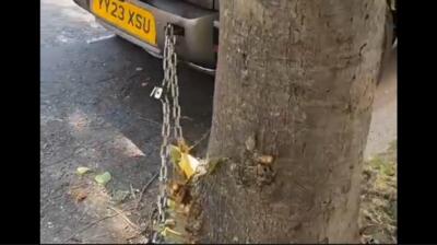 امنیت در لندن به روایت تصویر؛ زنجیر کردن خودرو به درخت از ترس سرقت (فیلم)