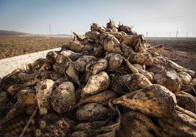 کشت چغندرقند در ۳۷۰۰ هکتار از اراضی استان گلستان