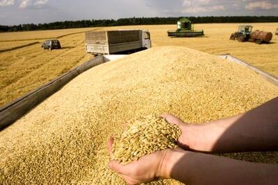 دولت چقدر گندم از کشاورزان خرید؟/واردات این محصول لغو شد؟