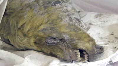 کالبد شکافی جسد یک گرگ با قدمتی در حدود ۴۴ هزار سال در روسیه انجام شد
