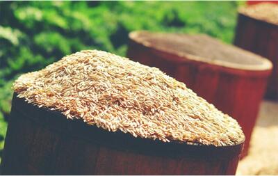 خواص شگفت‌انگیز سبوس برنج برای سلامتی