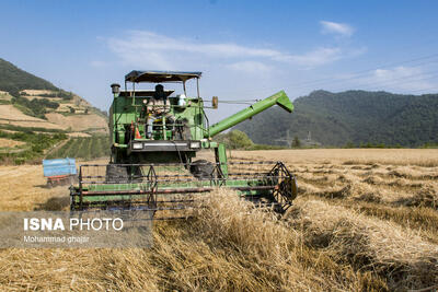 پیش‌بینی خرید بیش از ۲۰۰ هزار تن گندم از کشاورزان قزوینی