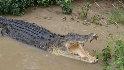 ببینید | لحظات ترسناک از تعقیب و گریز شناگر توسط تمساح در رودخانه