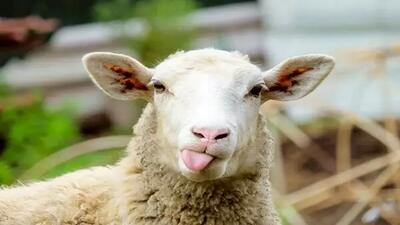 خوردن کدام اعضای گوسفند حرام است؟