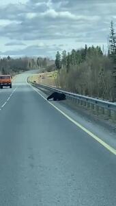 فیلم لحظه شکار شدن آهو کنار بزرگراه توسط خرس گرسنه