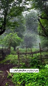 طبیعت زیبای جنگل های گیلان پس از باران
