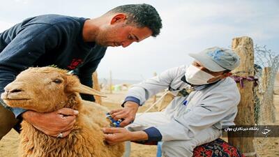 فاز اول واکسیناسیون دام‌های آذربایجان‌غربی علیه تب برفکی آغاز شد