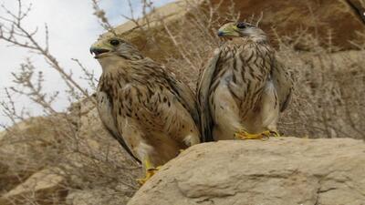 دستگیری شکارچی زنده گیری پرندگان در حاجی آباد