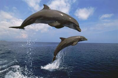با پنج رفتار شگفت‌انگیز دلفین‌ها آشنا شوید