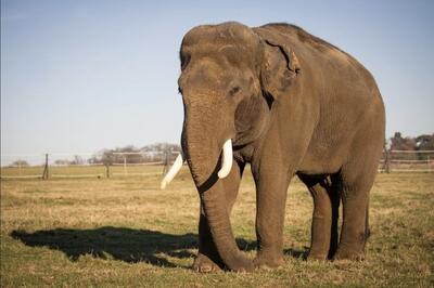 ملاقات خانواده گردشگر با یک فیل (فیلم)