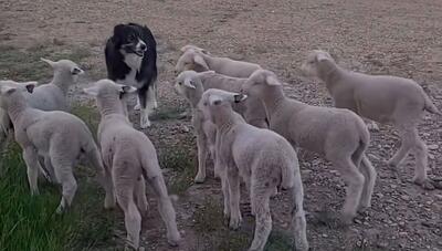واکنش جالب گوسفندها به سگ گله! (فیلم)