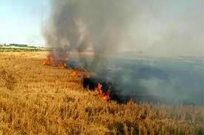۳۰۵ عامل آتش سوزی مزارع لرستان به مراجع قضایی معرفی شدند