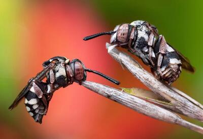 برندگان مسابقه عکاسی حشرات 2024 مشخص شدند؛ دنیای شگفت‌انگیز بی‌مهرگان مینیاتوری