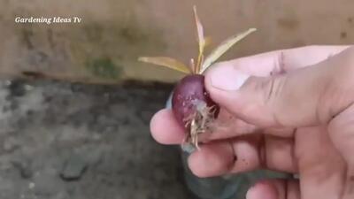 (ویدئو) یک روش آسان و سریع برای پرورش درخت انگور با حبه انگور در گلدان