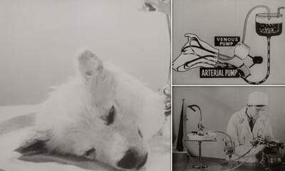 (تصاویر) آزمایشات ترسناک دانشمندان اتحاد جماهیر شوروی روی حیوانات