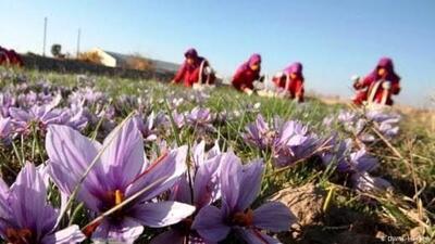 زعفران ایرانی؛ به نام ما به کام خارجی‏‏‌ها